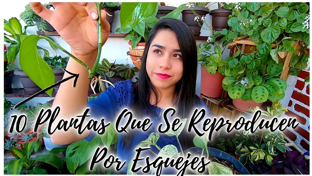 Plantas que crecen por esquejes