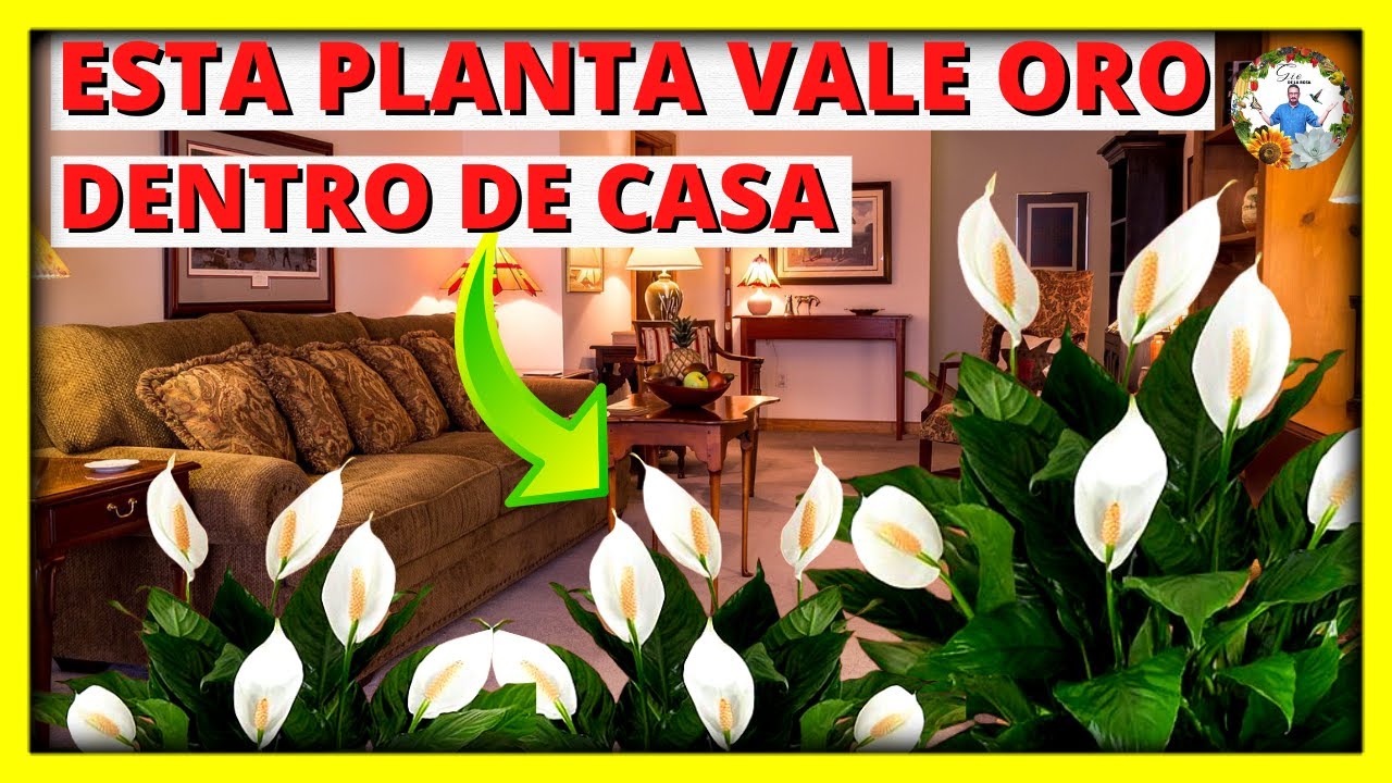 Plantas que imitan la cuna de Moisés: descúbrelas