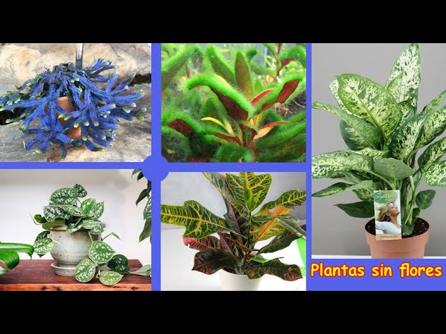 Plantas sin flores: descubriendo su nombre