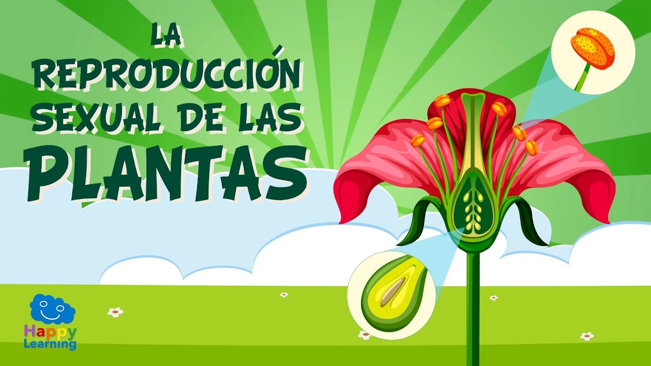 Proceso de reproducción de las plantas con flores