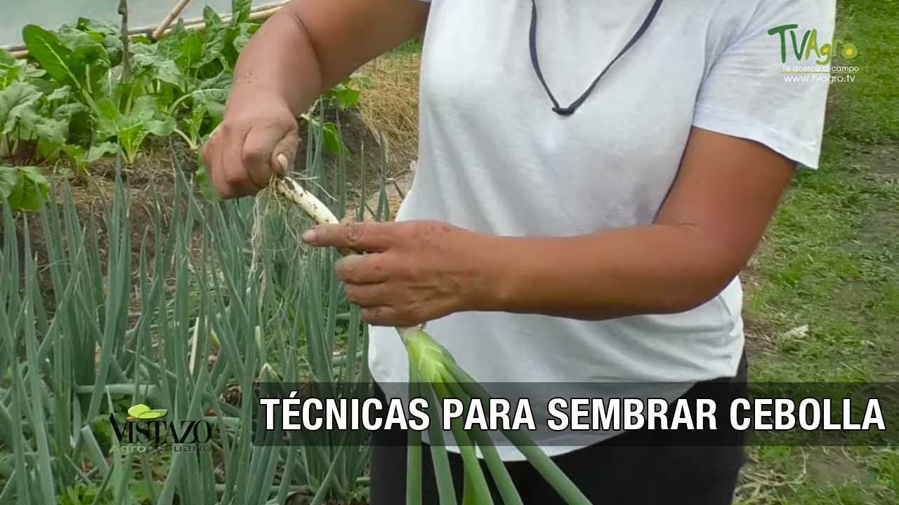 Profundidad ideal para sembrar cebollas