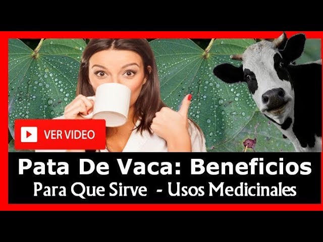 Propiedades y contraindicaciones de la pata de vaca