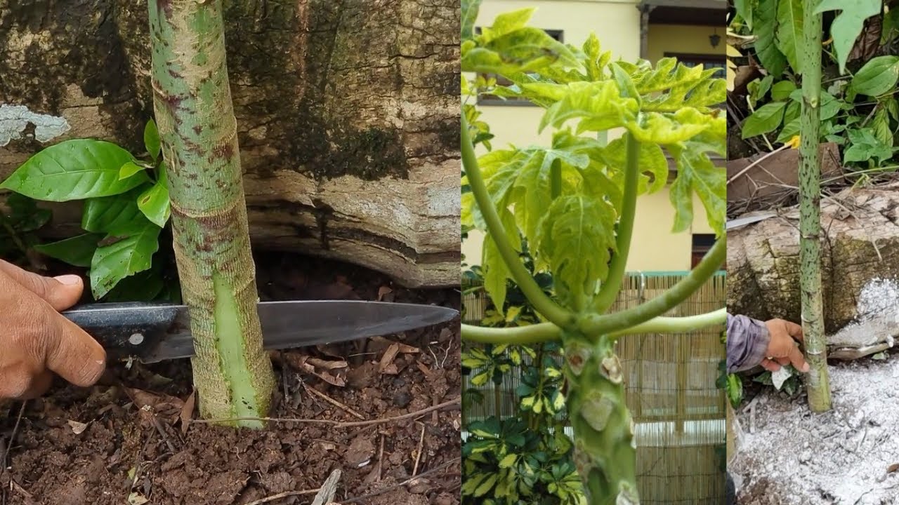 Qué hacer cuando mi planta de papaya se seca