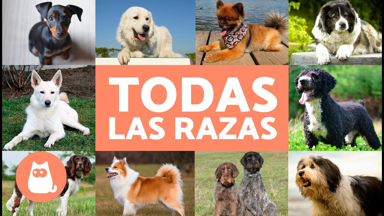 Razas de perros con lengua negra: conócelas