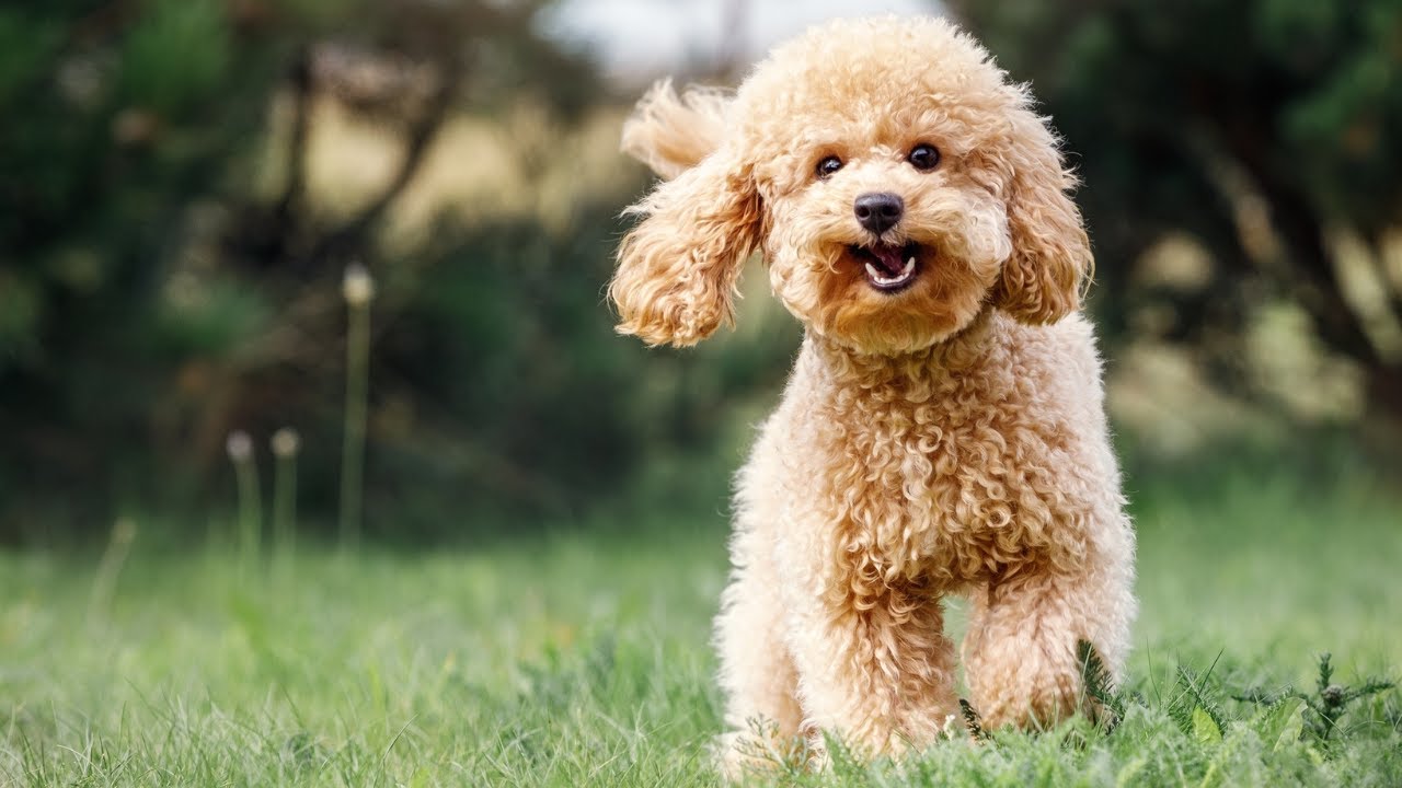 Razas de perros pequeños y peludos que enamoran