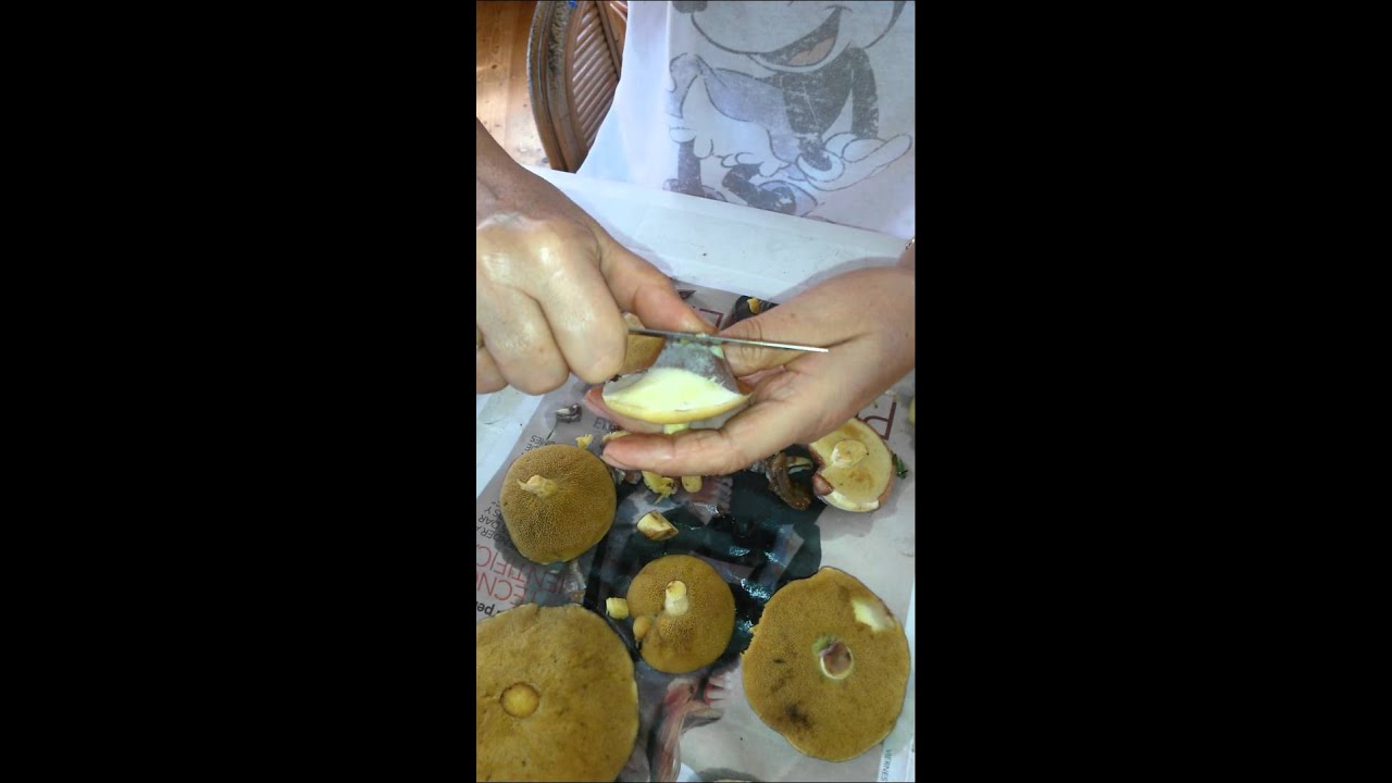 Receta para disfrutar hongos de pino frescos