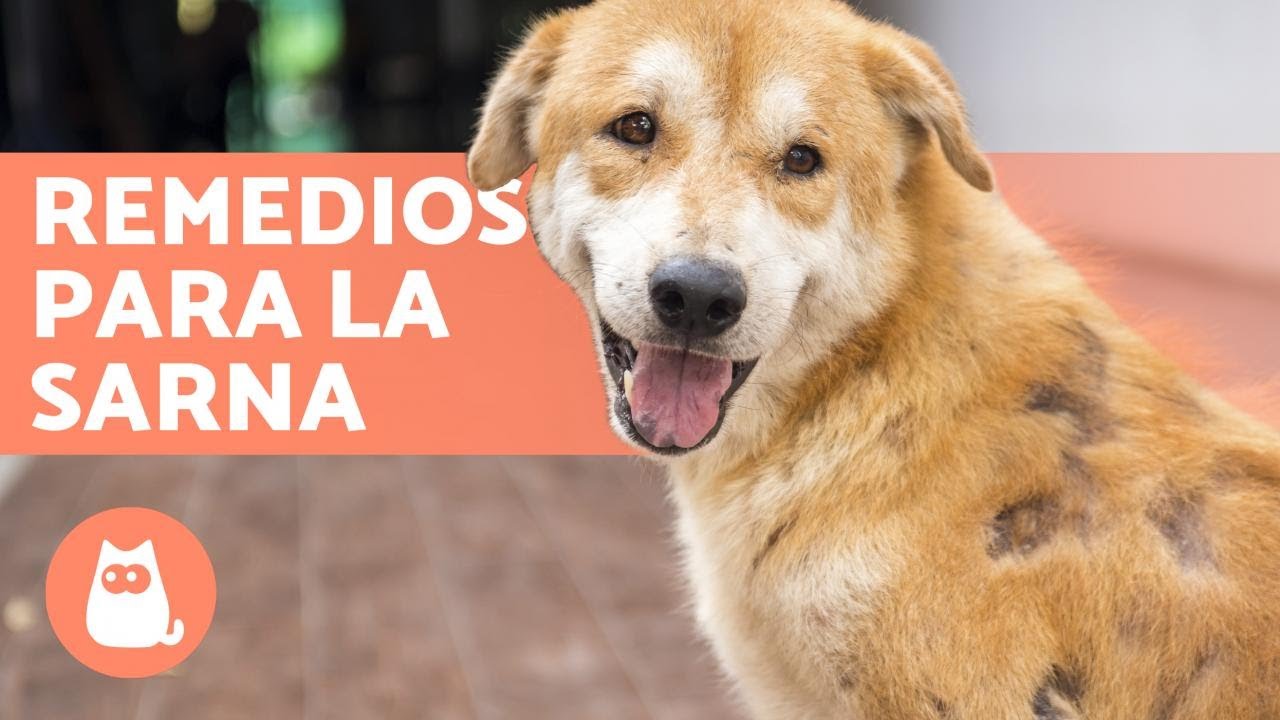 Remedio casero para la roña en perros