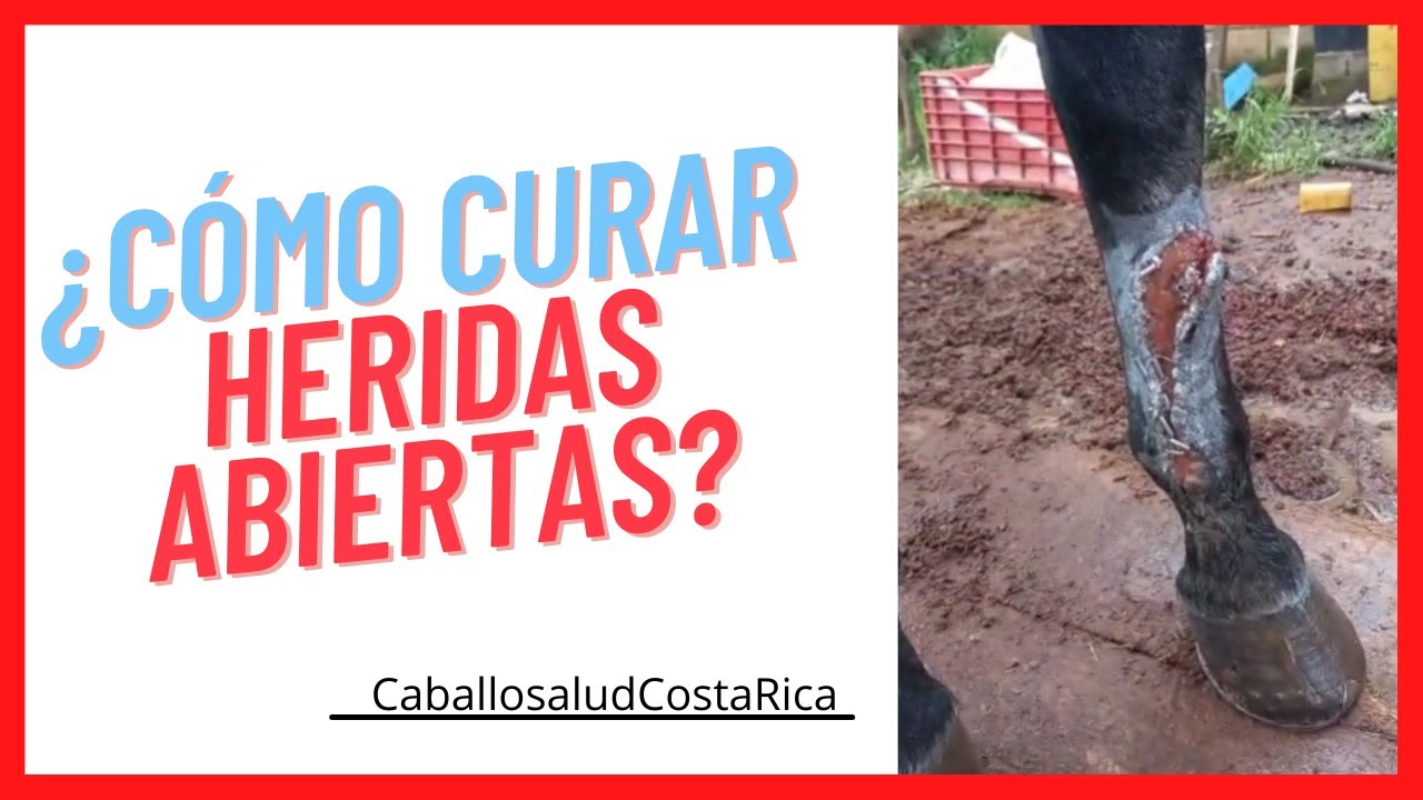 Remedios caseros para curar heridas en caballos