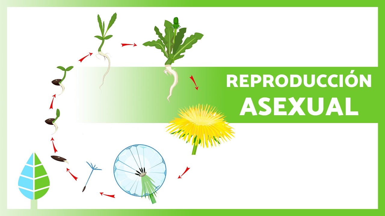 Reproducción asexual en la naturaleza