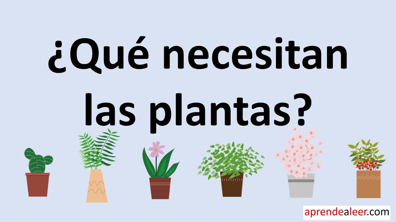 Requisitos básicos de las plantas para sobrevivir