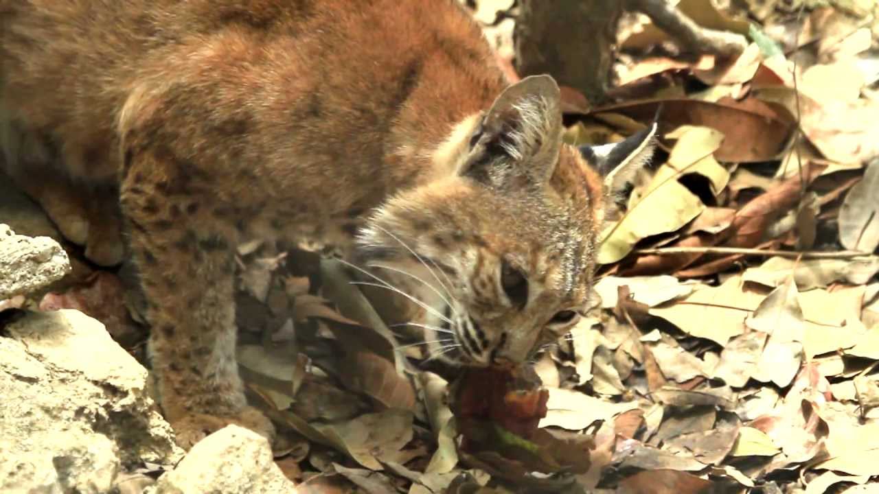 Riquezas naturales de México