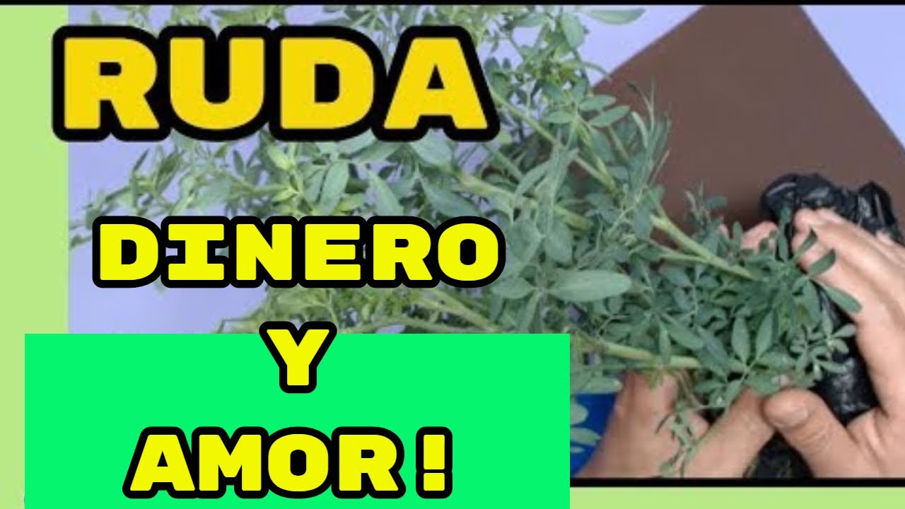 Rituales de buena suerte con ruda