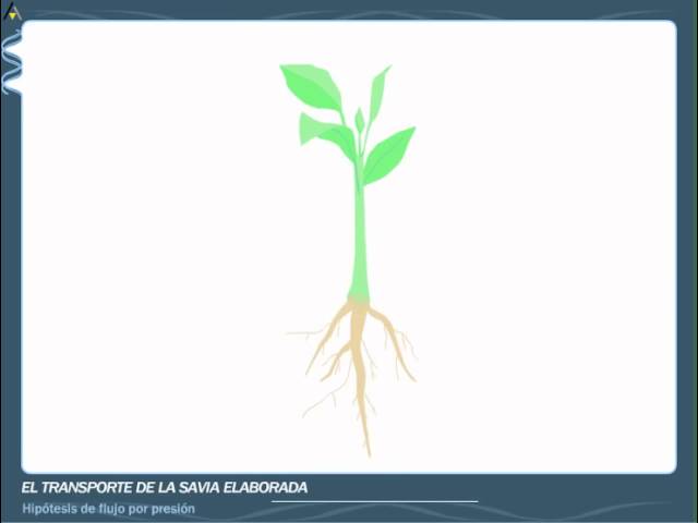 Ruta de la savia bruta en las plantas