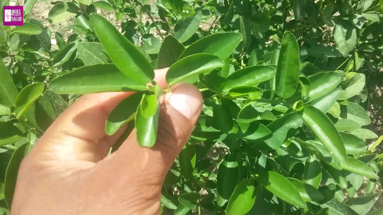 Secretos de las hojas de limón que te sorprenderán
