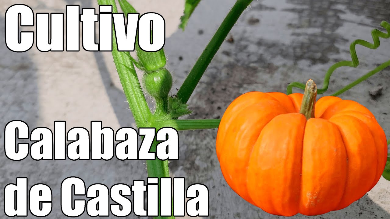 Siembra de calabaza de castilla: Paso a paso