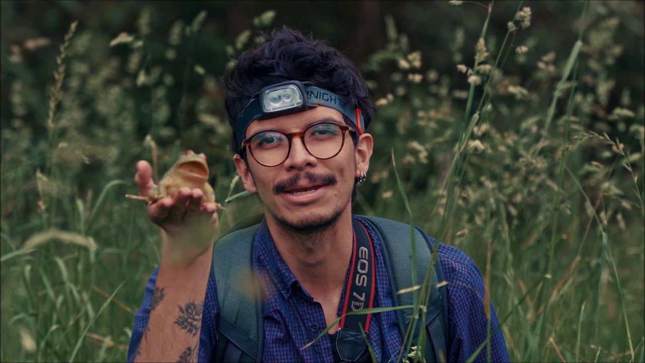 Significado cultural de ser sapo en Colombia
