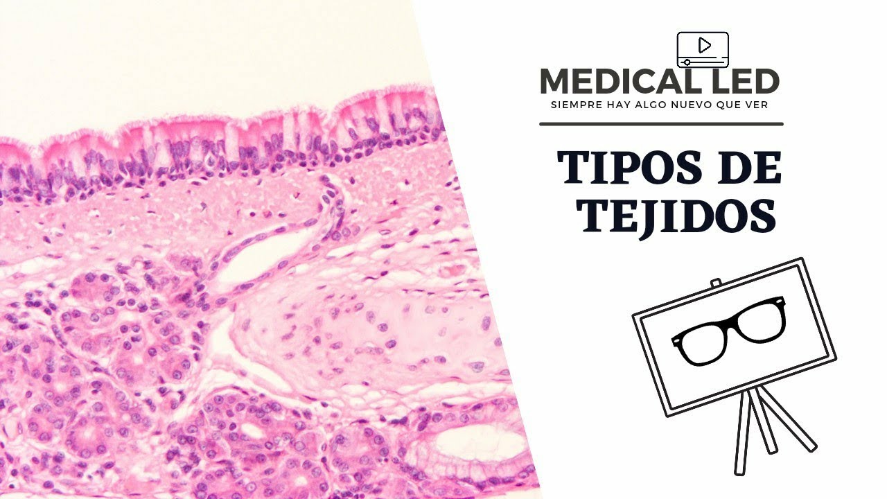Tejidos: epitelial conjuntivo muscular y nervioso