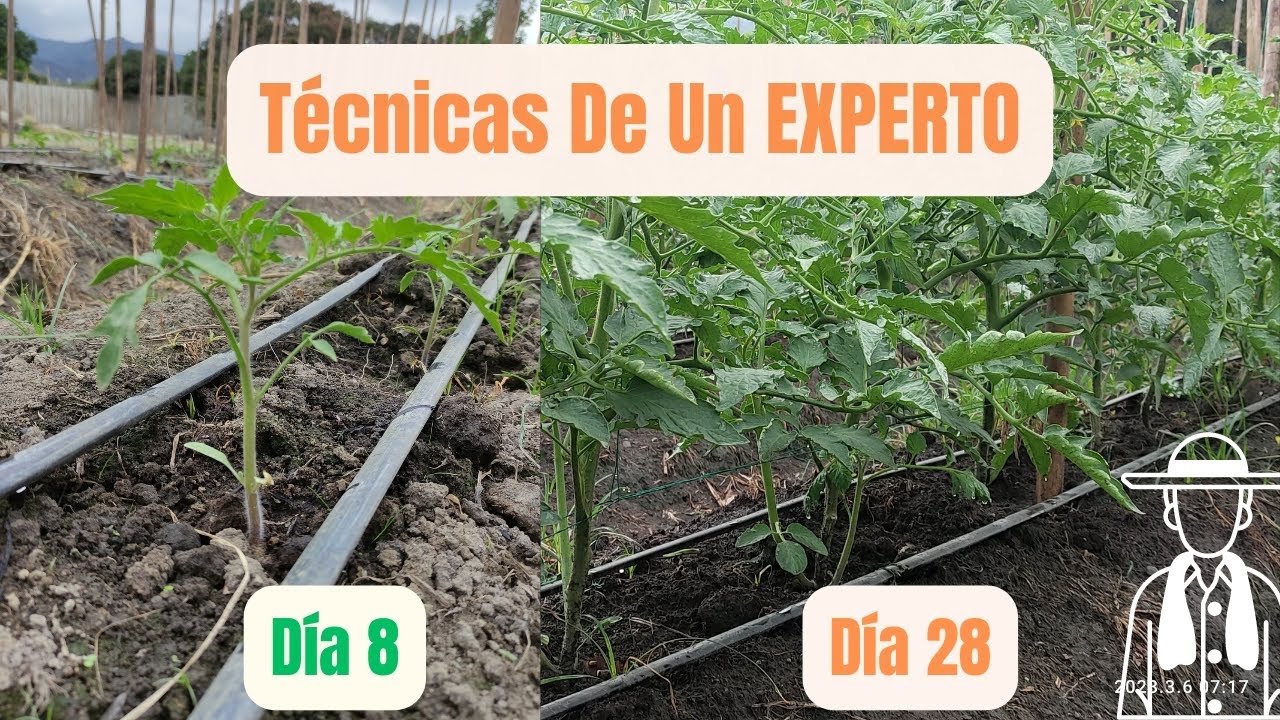 Tiempo de Crecimiento de los Tomates