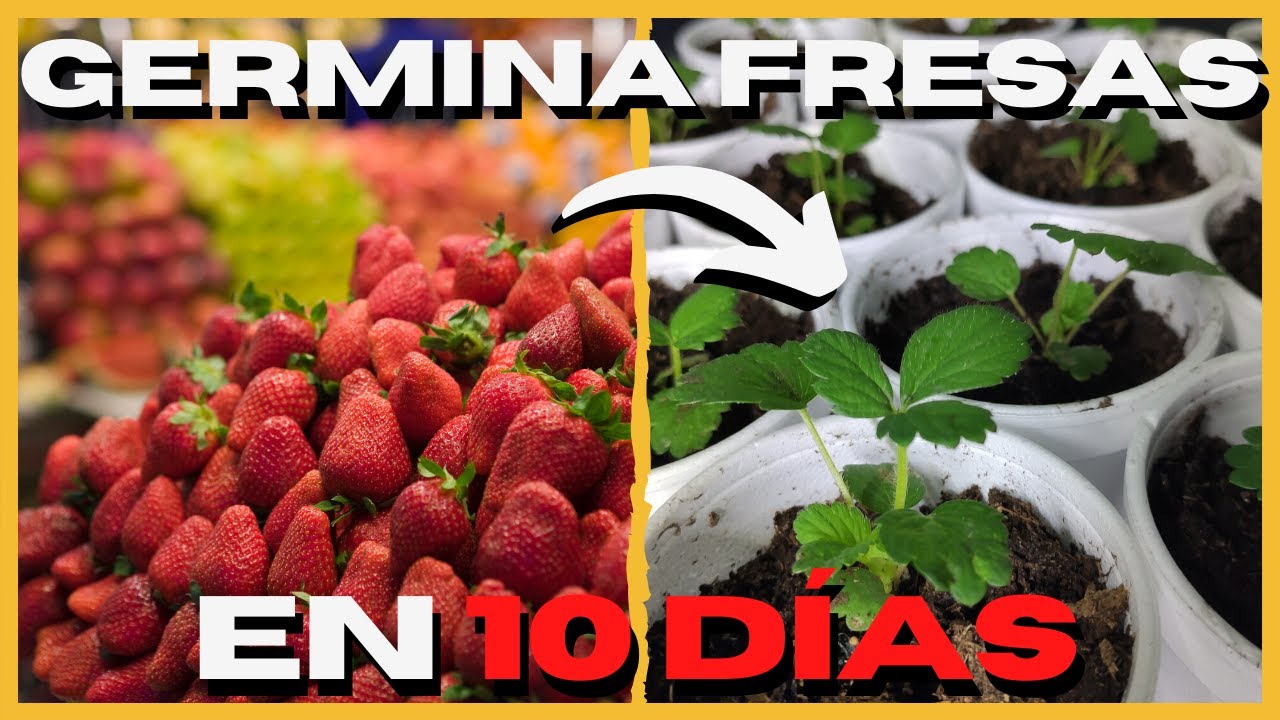 Tiempo de germinación de semilla de fresa