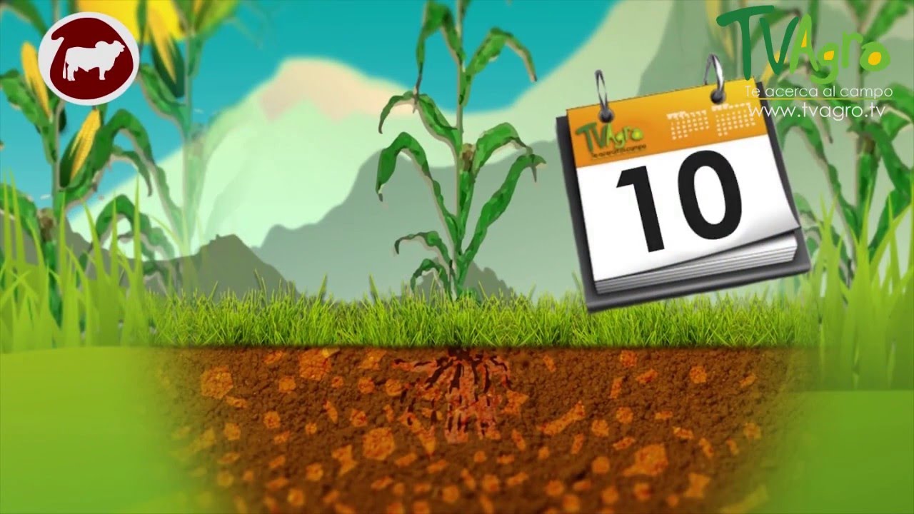 Tiempo de germinación del maíz