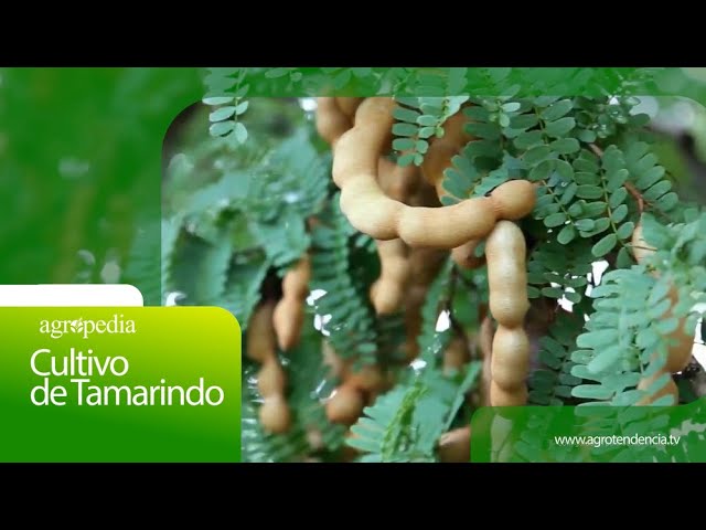 Tiempo para que un árbol de tamarindo dé frutos