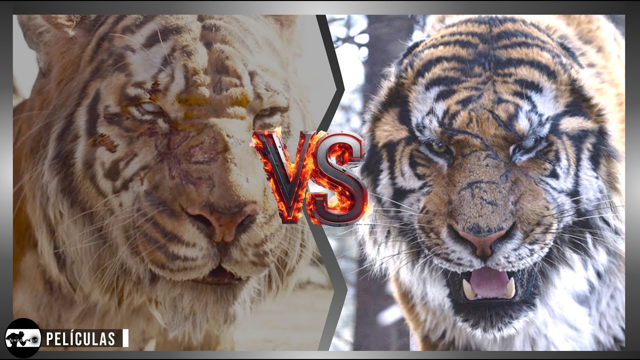 Tigre de Bengala vs. Tigre siberiano: diferencias