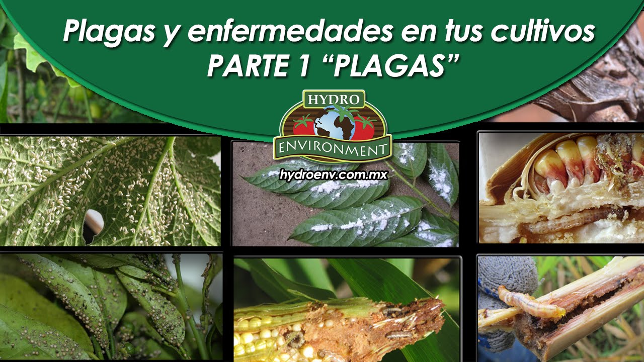 Tipos de plagas en cultivos agrícolas