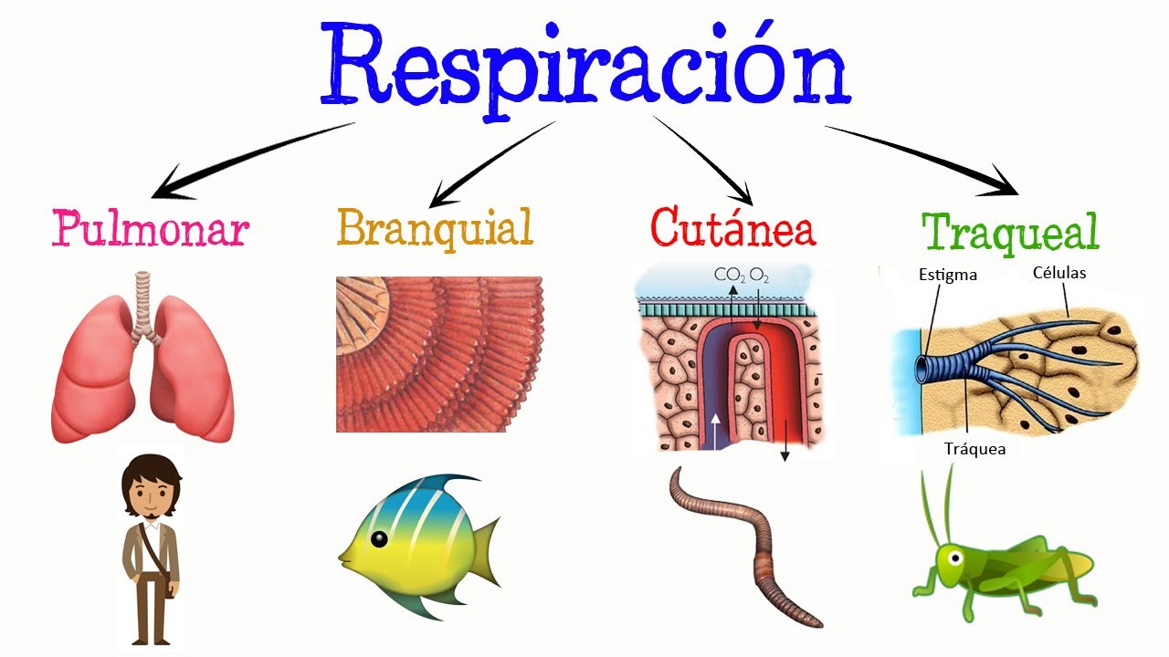 Tipos de respiración en la lombriz de tierra