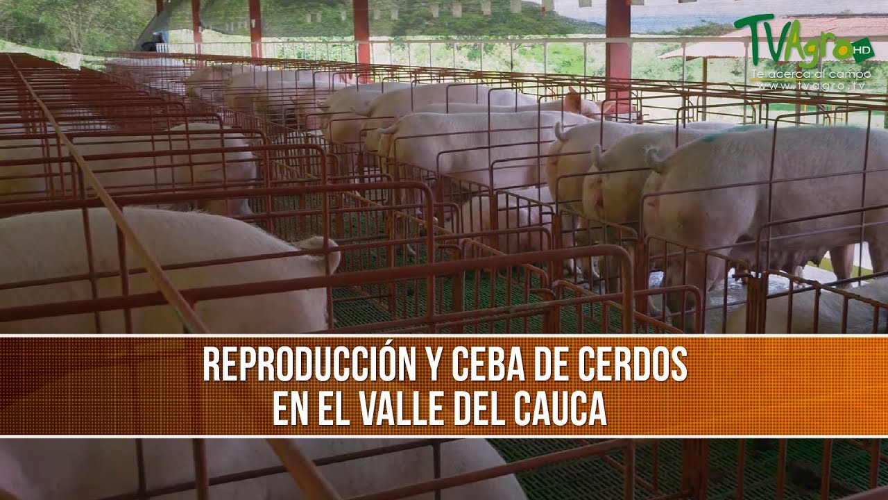 Todo sobre el apareamiento de los cerdos