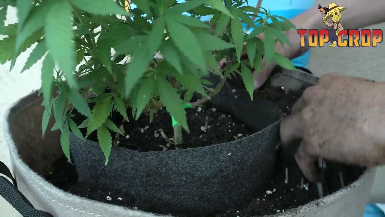 Trasplante fallido: salvando a mi planta