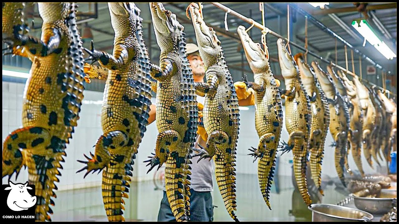 Usos de la piel de cocodrilo