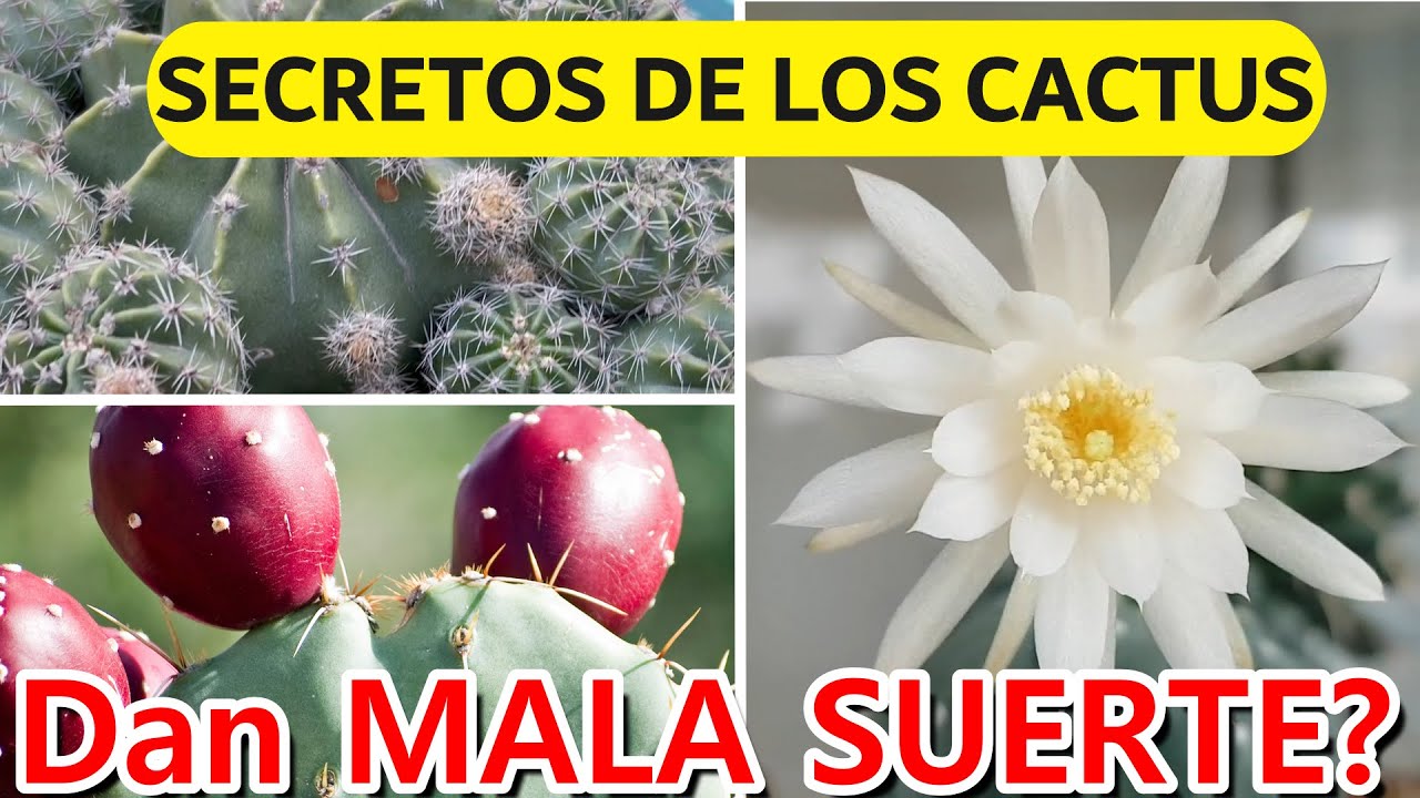 Usos del cactus de 5 puntas