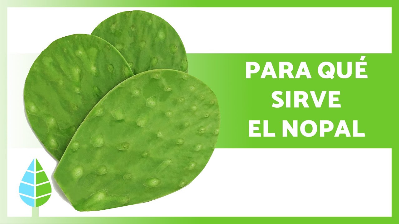 Usos medicinales de la baba de nopal