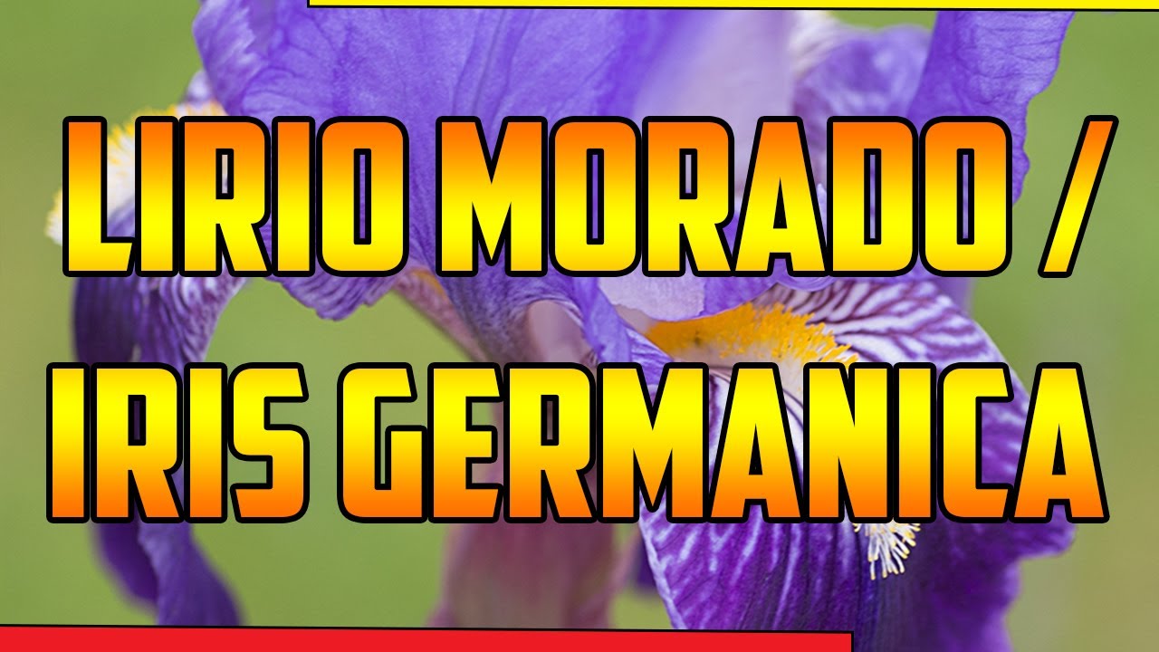 Usos y beneficios del lirio morado
