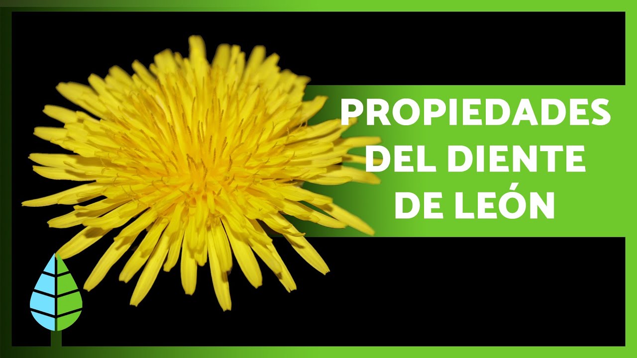 Utiliza diente de león para tratar quistes ováricos