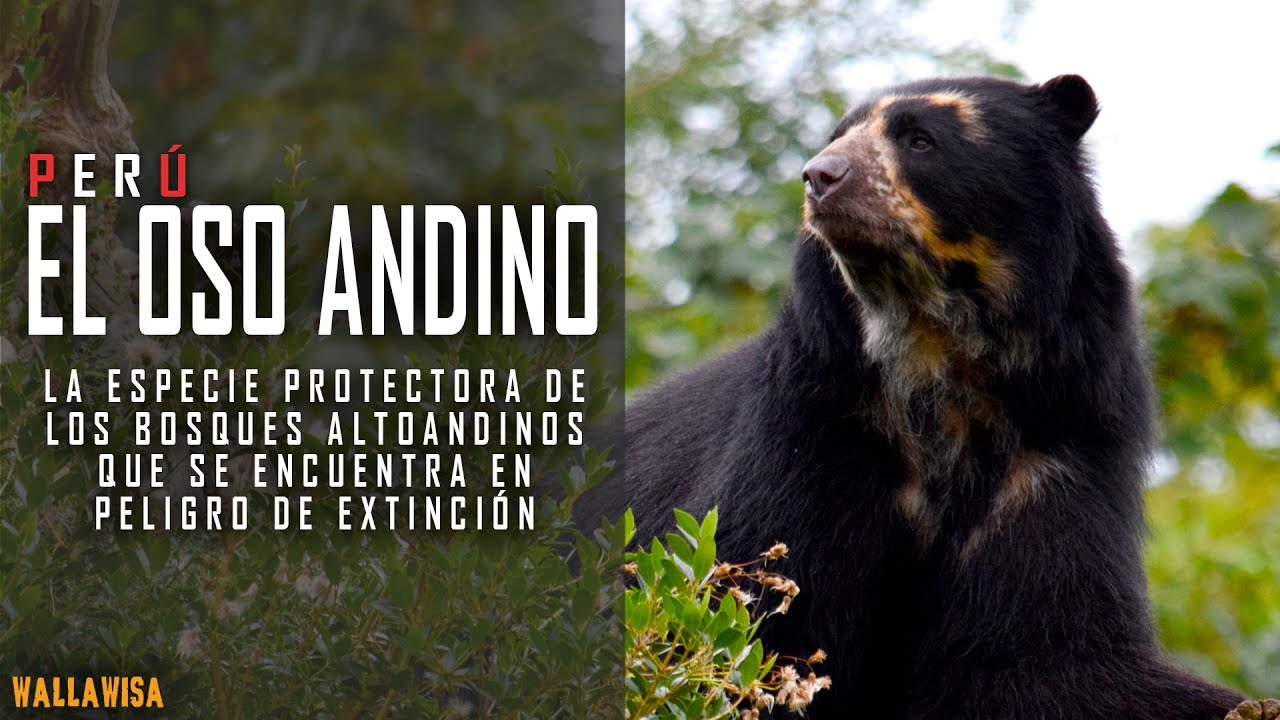 Vida del oso de anteojos