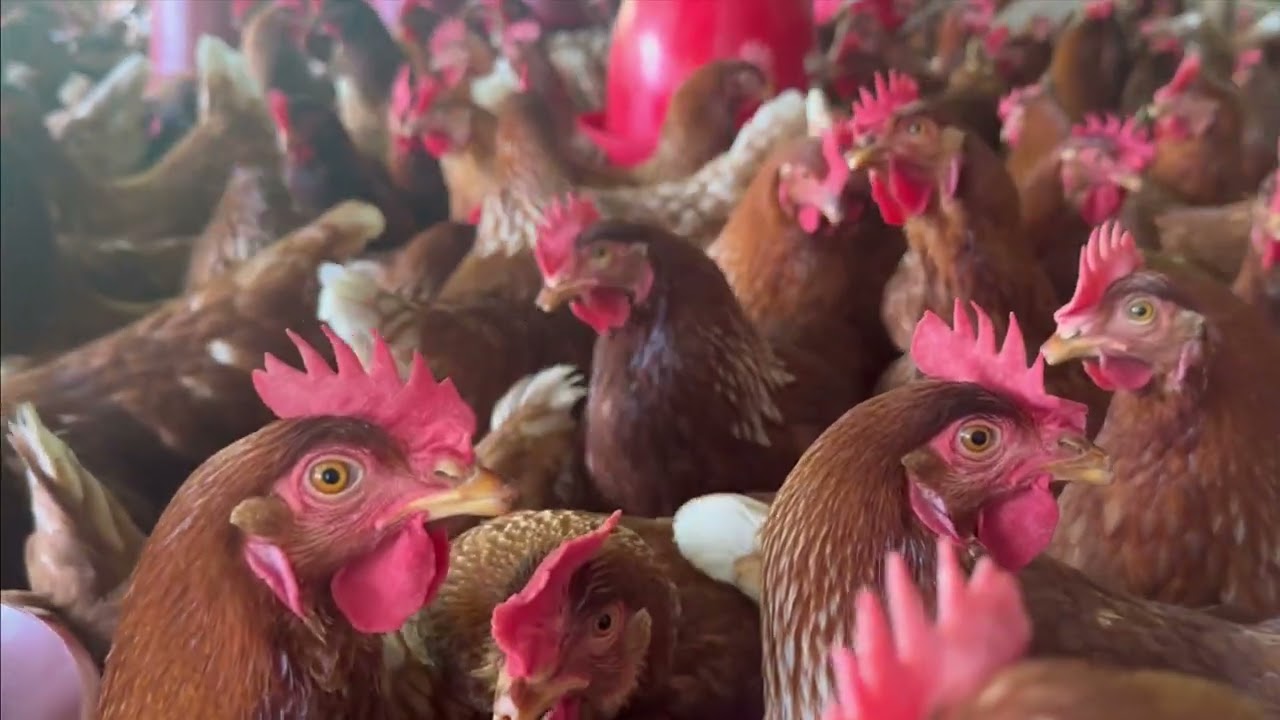 Vitaminas para aumentar la producción de huevos en gallinas