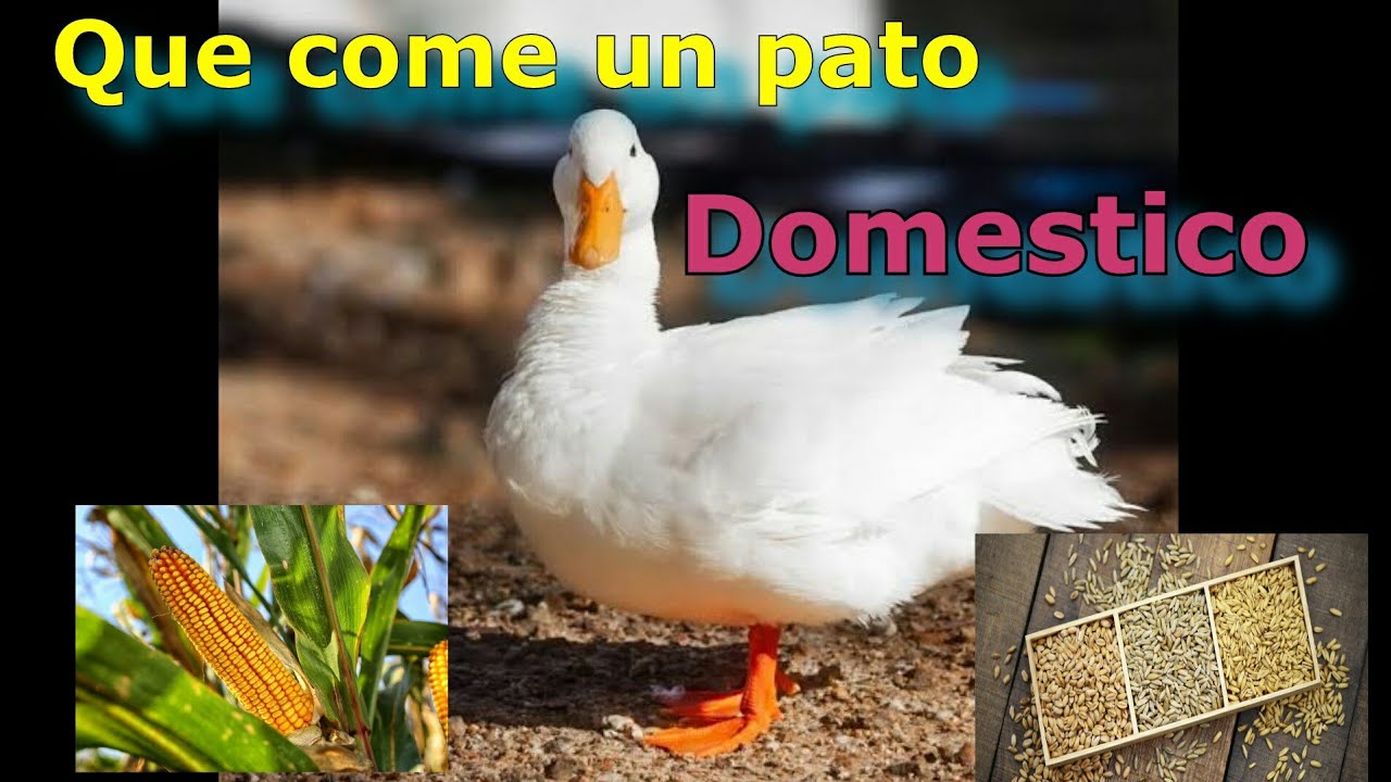 Alimentación adecuada para patitos