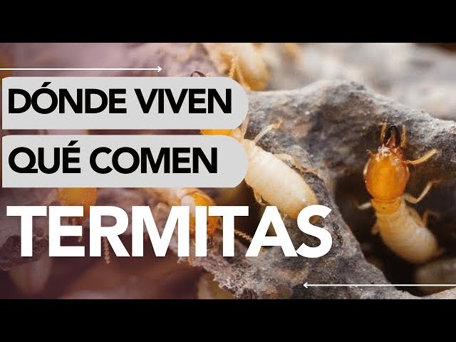 Alimentación de las termitas: lo que debes saber