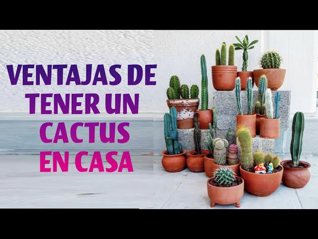 Añade cactus a tu hogar: beneficios sorprendentes