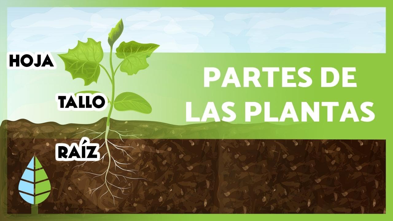 Anatomía de la Planta: Estructura y Funciones