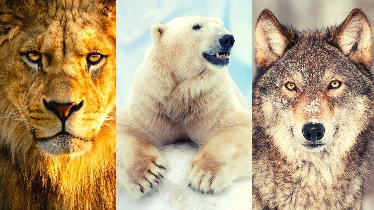 Animales carnívoros en México y sus características
