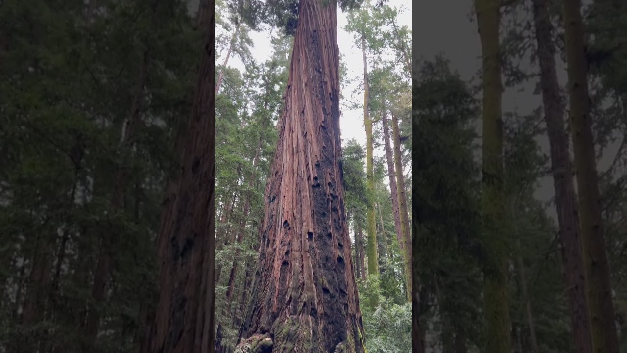 Árbol conifero de madera rojiza