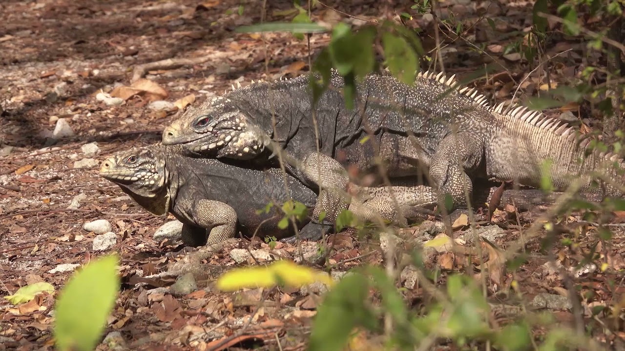Así se reproducen las iguanas verdes