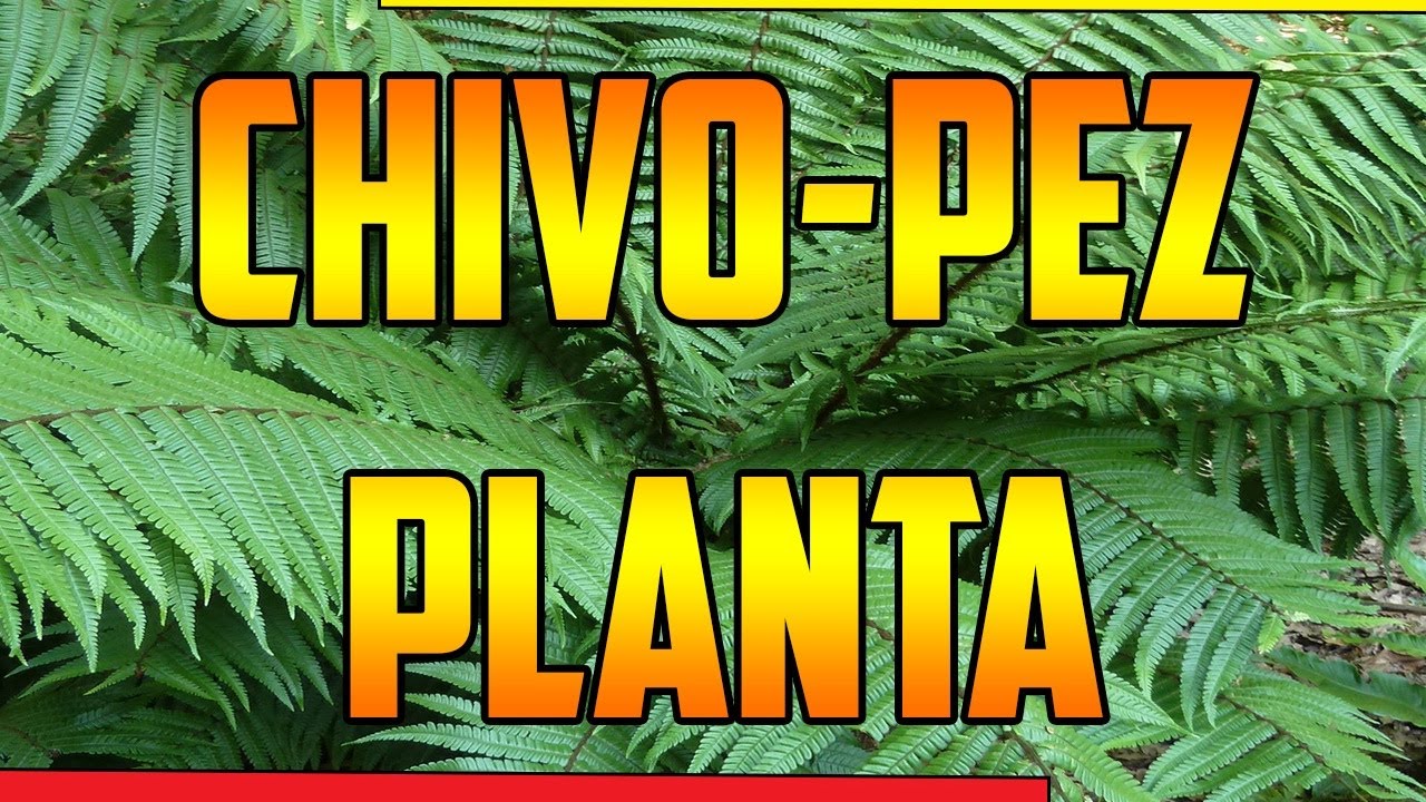 Beneficios de la hierba chivo pez