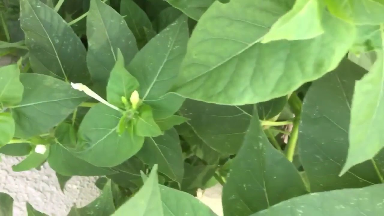 Beneficios de la hoja de maravilla