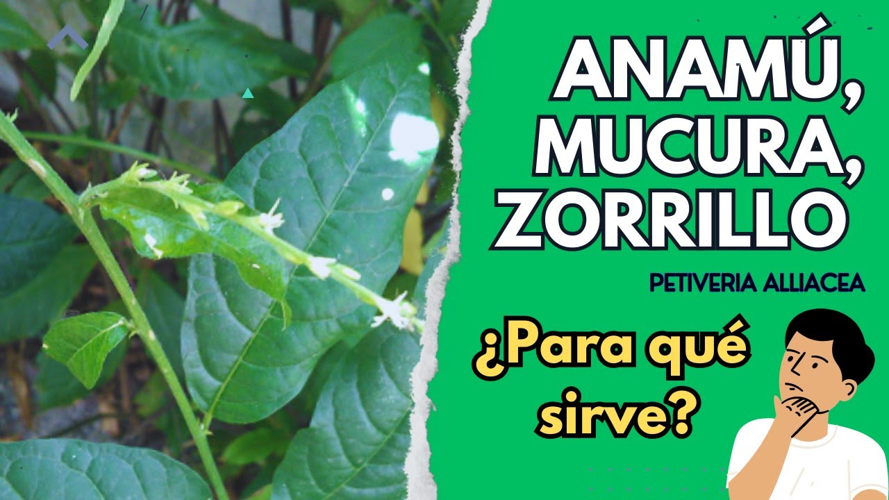Beneficios de la raíz de zorrillo