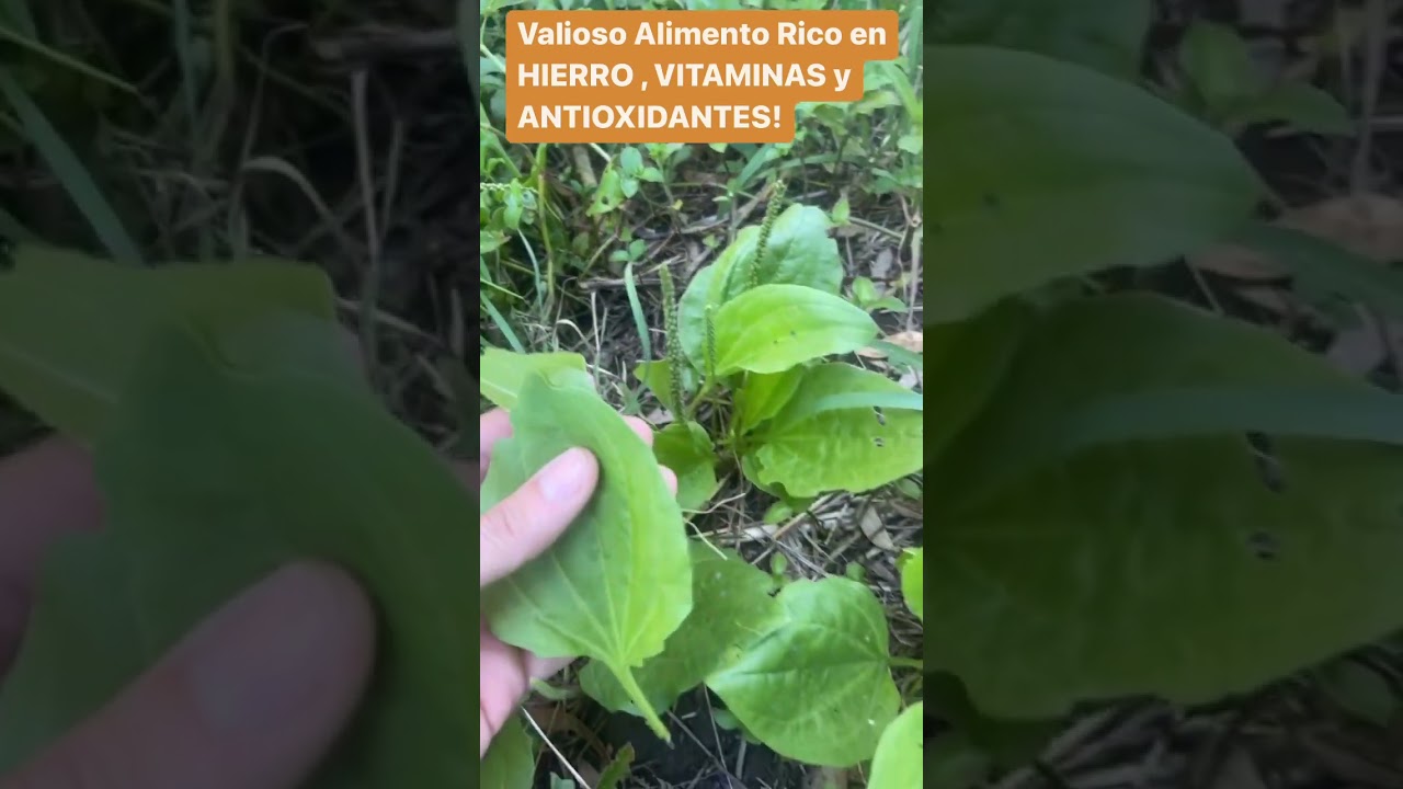 Beneficios y usos del té de sosa