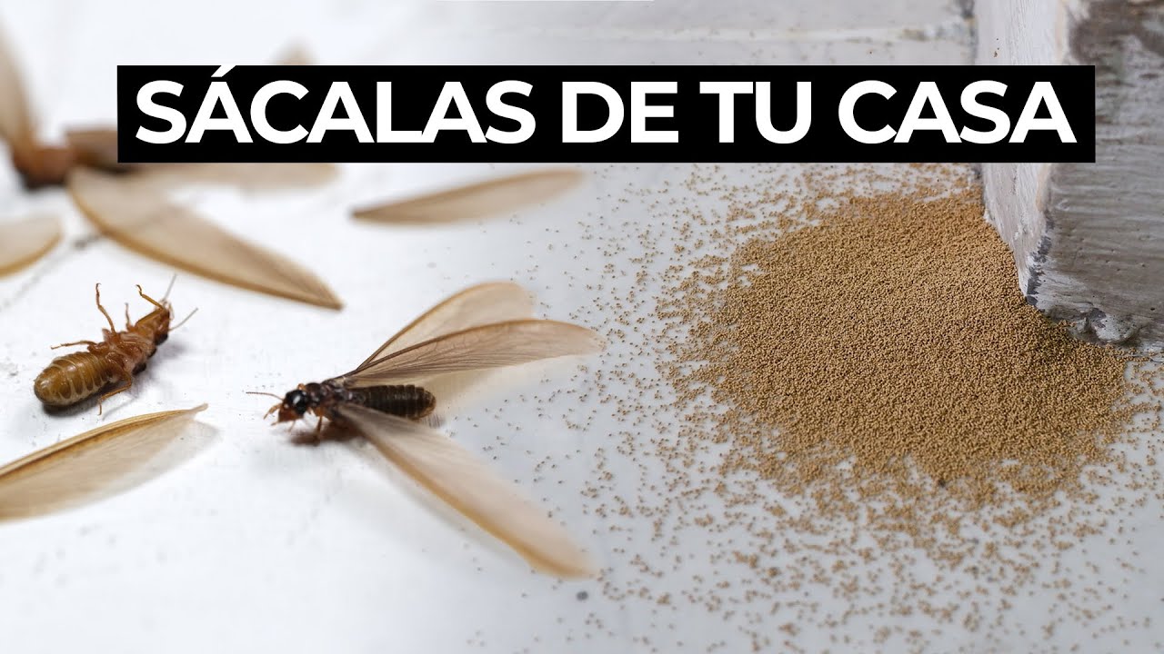 Bichos de la madera que debes evitar