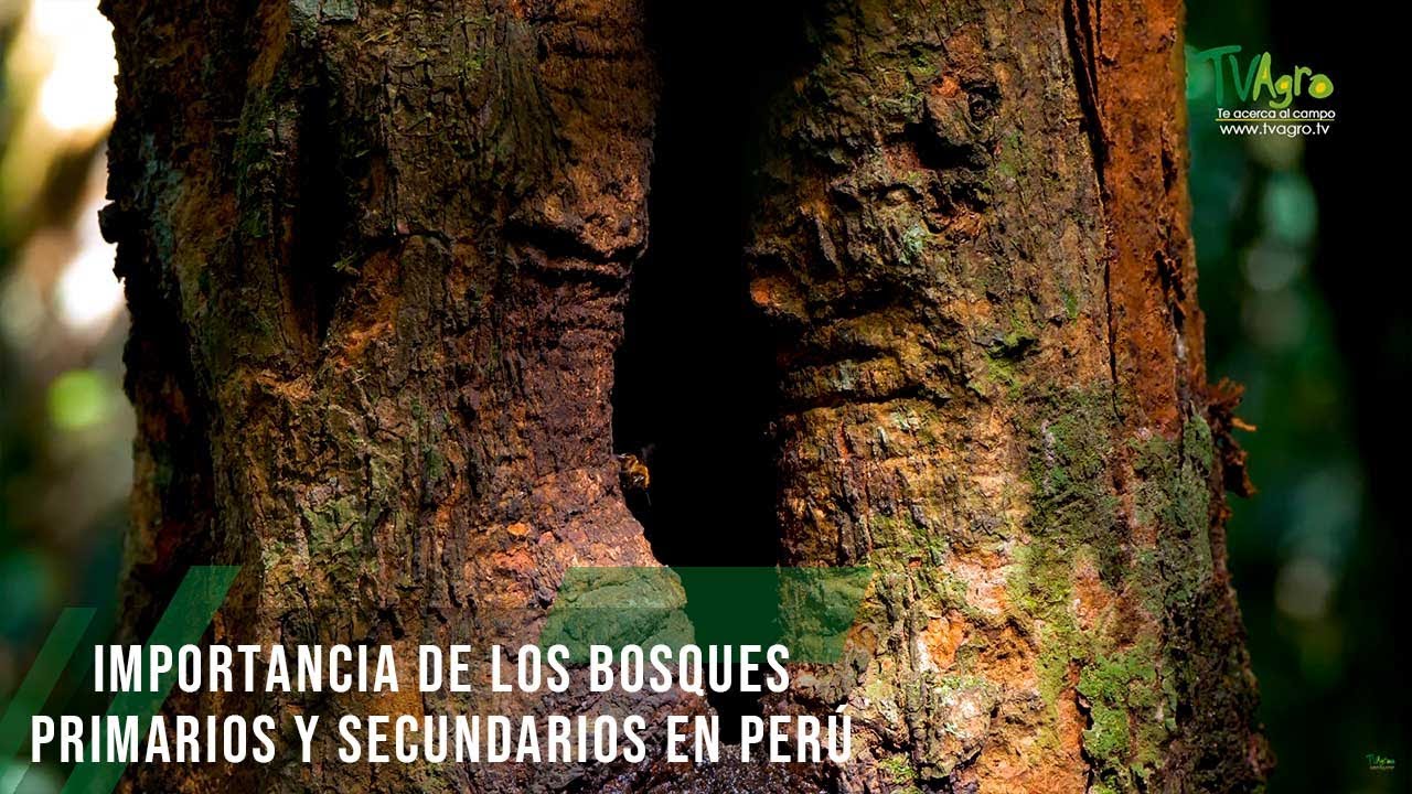 Biodiversidad en los bosques primarios de Perú